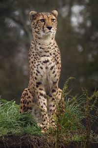 Preview wallpaper cheetah, big cat, spotted, grass