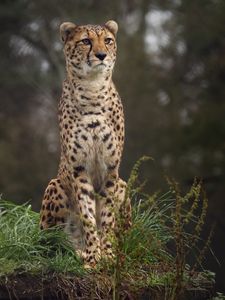 Preview wallpaper cheetah, big cat, spotted, grass