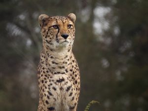 Preview wallpaper cheetah, big cat, spotted, grass