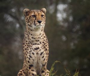 Preview wallpaper cheetah, big cat, spotted, grass