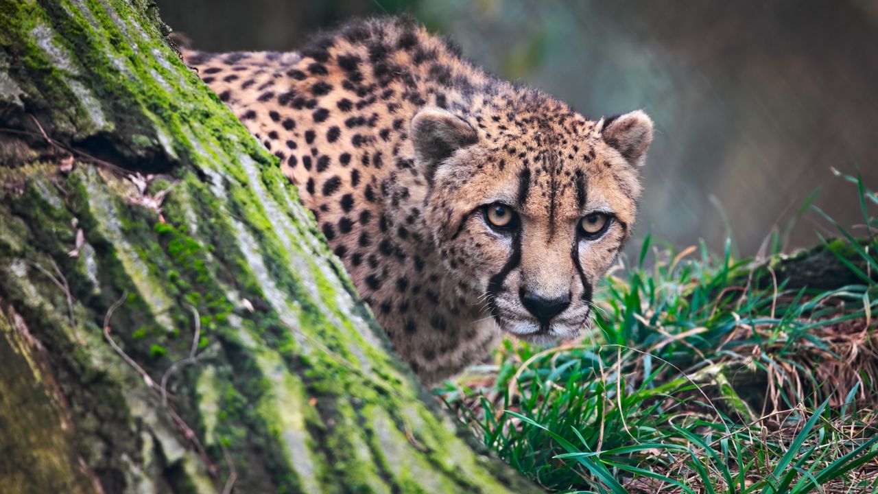 Wallpaper cheetah, big cat, wild animal, predator, grass