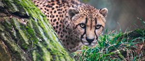 Preview wallpaper cheetah, big cat, wild animal, predator, grass