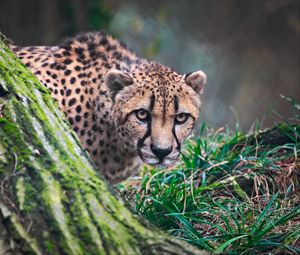 Preview wallpaper cheetah, big cat, wild animal, predator, grass