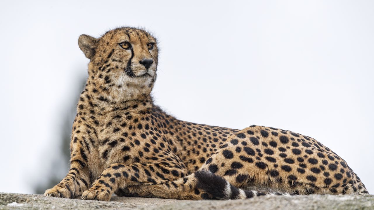 Wallpaper cheetah, big cat, wild animal, predator