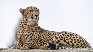 Preview wallpaper cheetah, big cat, wild animal, predator