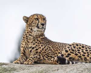 Preview wallpaper cheetah, big cat, wild animal, predator
