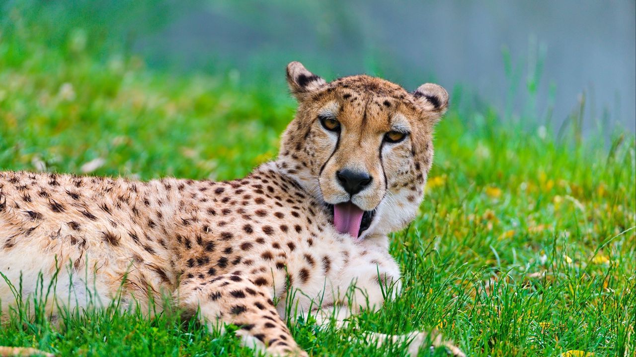 Wallpaper cheetah, cat, predator, grass, wash, lay