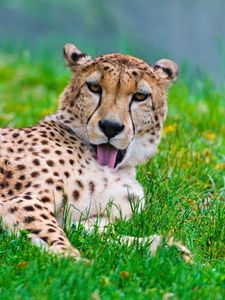 Preview wallpaper cheetah, cat, predator, grass, wash, lay