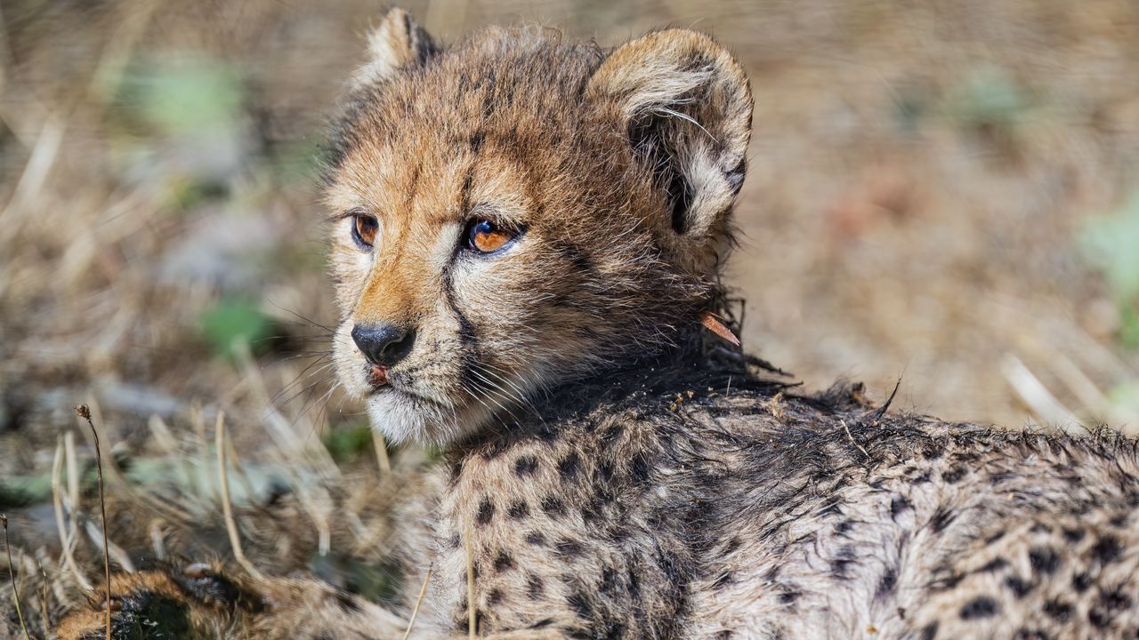 Wallpaper cheetah, cub, animal, predator, wildlife