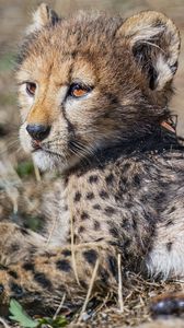 Preview wallpaper cheetah, cub, animal, predator, wildlife