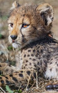 Preview wallpaper cheetah, cub, animal, predator, wildlife