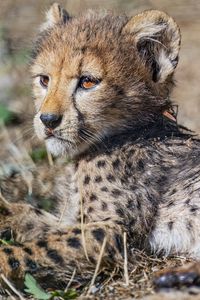 Preview wallpaper cheetah, cub, animal, predator, wildlife