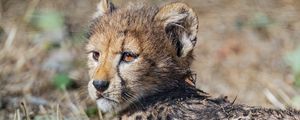 Preview wallpaper cheetah, cub, animal, predator, wildlife