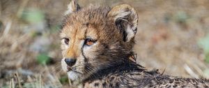 Preview wallpaper cheetah, cub, animal, predator, wildlife