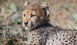 Preview wallpaper cheetah, cub, animal, predator, wildlife