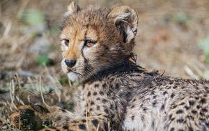 Preview wallpaper cheetah, cub, animal, predator, wildlife