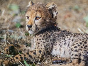 Preview wallpaper cheetah, cub, animal, predator, wildlife