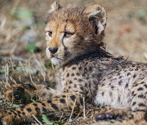 Preview wallpaper cheetah, cub, animal, predator, wildlife