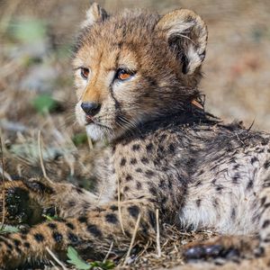 Preview wallpaper cheetah, cub, animal, predator, wildlife