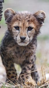 Preview wallpaper cheetah, cub, animal, predator, nature, grass