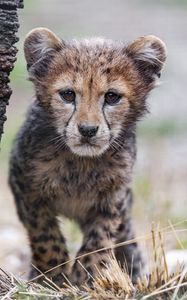 Preview wallpaper cheetah, cub, animal, predator, nature, grass