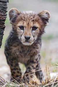 Preview wallpaper cheetah, cub, animal, predator, nature, grass