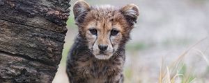 Preview wallpaper cheetah, cub, animal, predator, nature, grass