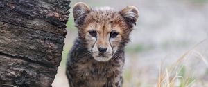 Preview wallpaper cheetah, cub, animal, predator, nature, grass