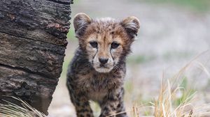Preview wallpaper cheetah, cub, animal, predator, nature, grass