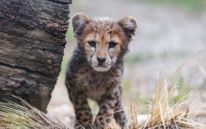 Preview wallpaper cheetah, cub, animal, predator, nature, grass