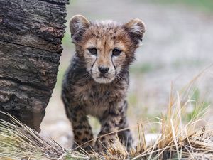 Preview wallpaper cheetah, cub, animal, predator, nature, grass