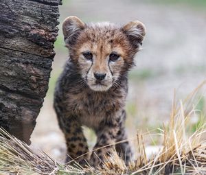 Preview wallpaper cheetah, cub, animal, predator, nature, grass