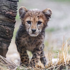 Preview wallpaper cheetah, cub, animal, predator, nature, grass