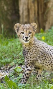 Preview wallpaper cheetah, cub, animal, predator, big cat, wildlife