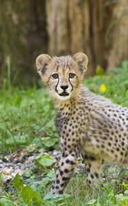 Preview wallpaper cheetah, cub, animal, predator, big cat, wildlife