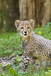 Preview wallpaper cheetah, cub, animal, predator, big cat, wildlife