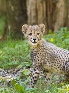 Preview wallpaper cheetah, cub, animal, predator, big cat, wildlife