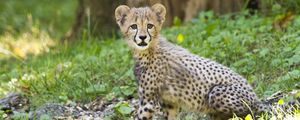 Preview wallpaper cheetah, cub, animal, predator, big cat, wildlife