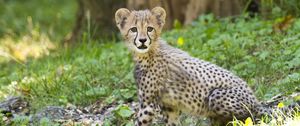 Preview wallpaper cheetah, cub, animal, predator, big cat, wildlife