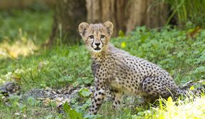 Preview wallpaper cheetah, cub, animal, predator, big cat, wildlife