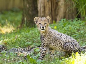 Preview wallpaper cheetah, cub, animal, predator, big cat, wildlife