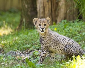 Preview wallpaper cheetah, cub, animal, predator, big cat, wildlife