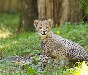 Preview wallpaper cheetah, cub, animal, predator, big cat, wildlife