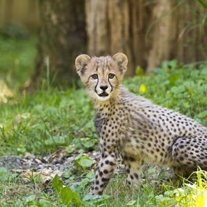 Preview wallpaper cheetah, cub, animal, predator, big cat, wildlife