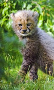 Preview wallpaper cheetah, cub, animal, cute, gloomy