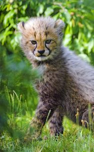 Preview wallpaper cheetah, cub, animal, cute, gloomy