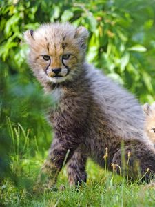 Preview wallpaper cheetah, cub, animal, cute, gloomy