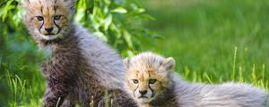 Preview wallpaper cheetah, cub, animal, cute, gloomy