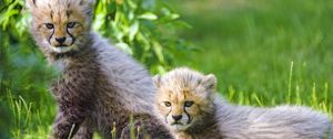 Preview wallpaper cheetah, cub, animal, cute, gloomy