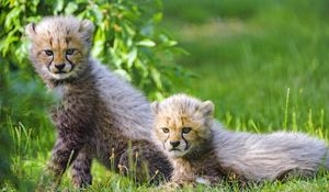 Preview wallpaper cheetah, cub, animal, cute, gloomy